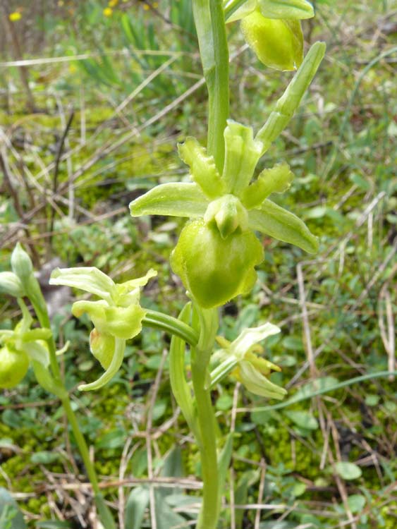 Variabilit Ophrys sphegpdes